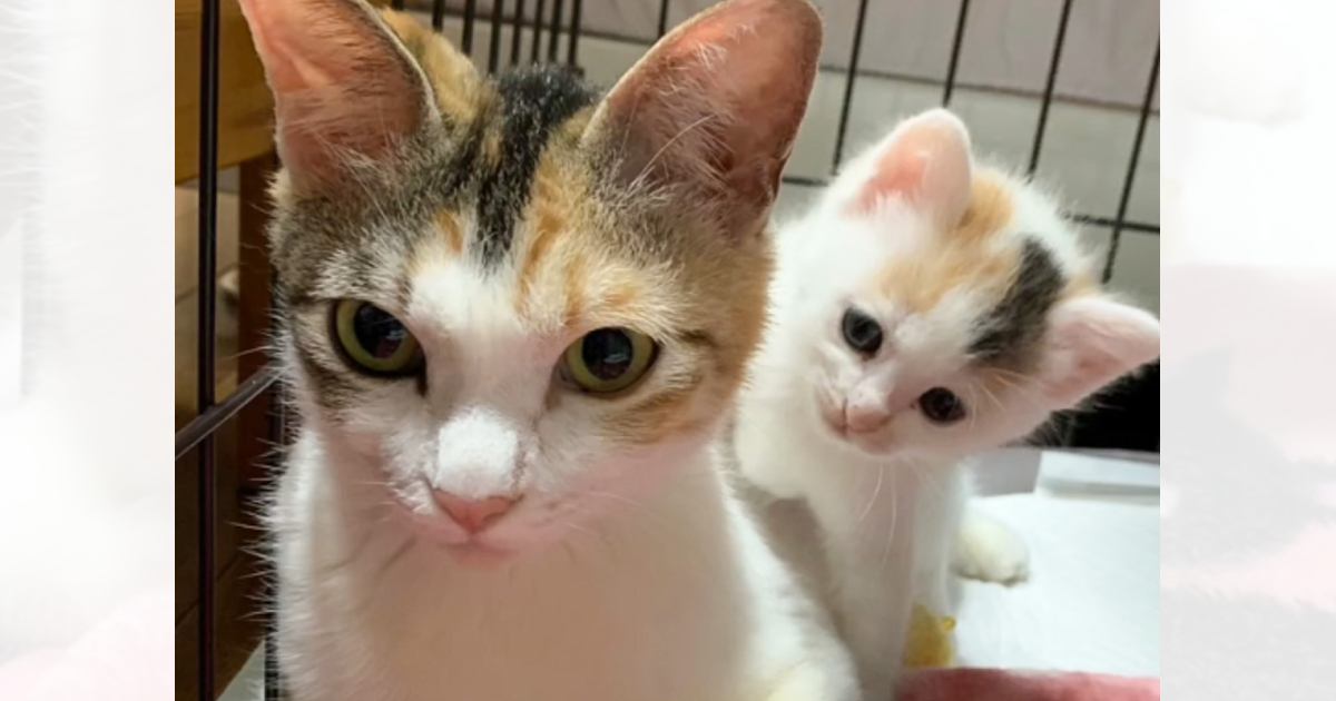 『ごはんをもらえませんか』というようにお家を訪ねてきた野良猫→お腹が大きくなっていることに気付いて…「感動で泣いた」「愛がいっぱい」