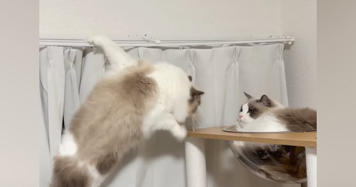 カーテンレールにしがみつく猫→少し離れたキャットタワーへ移ろうとして…「声出たｗ」「めちゃめちゃ笑った」まさかの光景が35万再生
