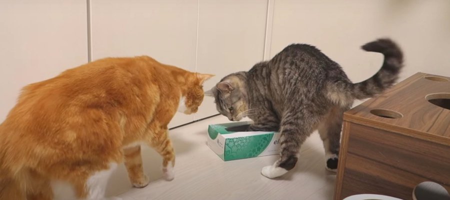 空き箱を巡った猫ちゃん達の攻防戦！