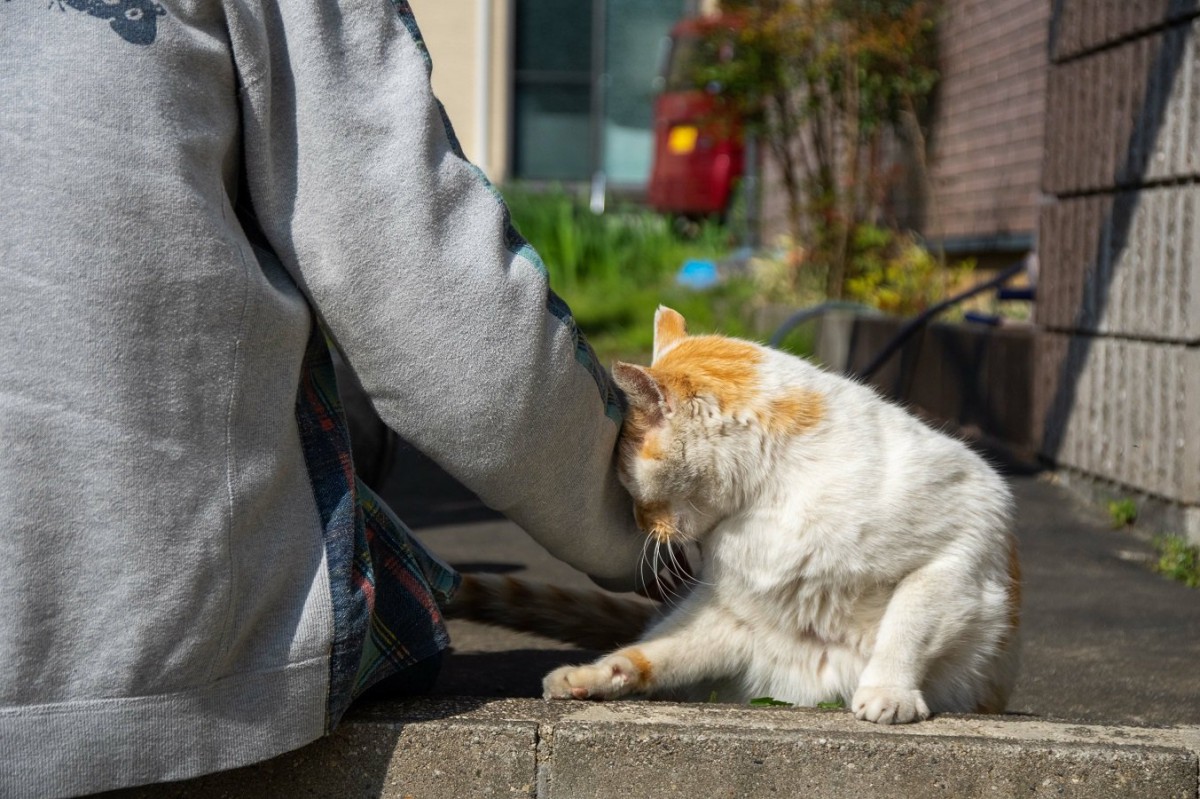 猫が好きな人にワザとしちゃう『迷惑行為』4つ　何かを伝えたいのかも？