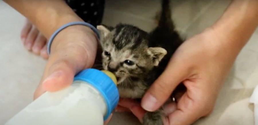 子猫が思うようにミルクを飲まない時は…？