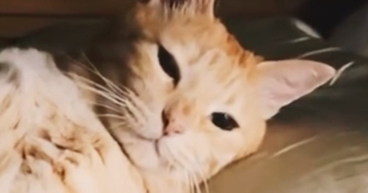 先回りして『部屋のベッドで待っていた猫』…貫禄ありすぎる『まさかの光景』に「中に誰か入ってますよねｗ」「腕枕してくれそう」と話題