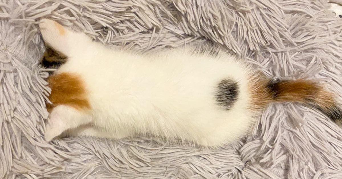 眠っている赤ちゃん猫の横に『iPhone』を置いてみたら…まさかのサイズが可愛すぎると4万8000いいね「変な声でそうになった」「天使」