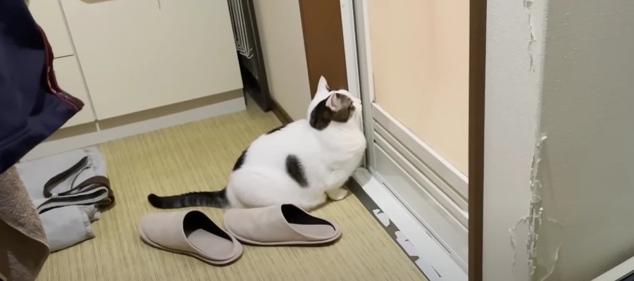 『見守らなきゃ！』飼い主さんのバスタイムが気になりすぎる猫ちゃん