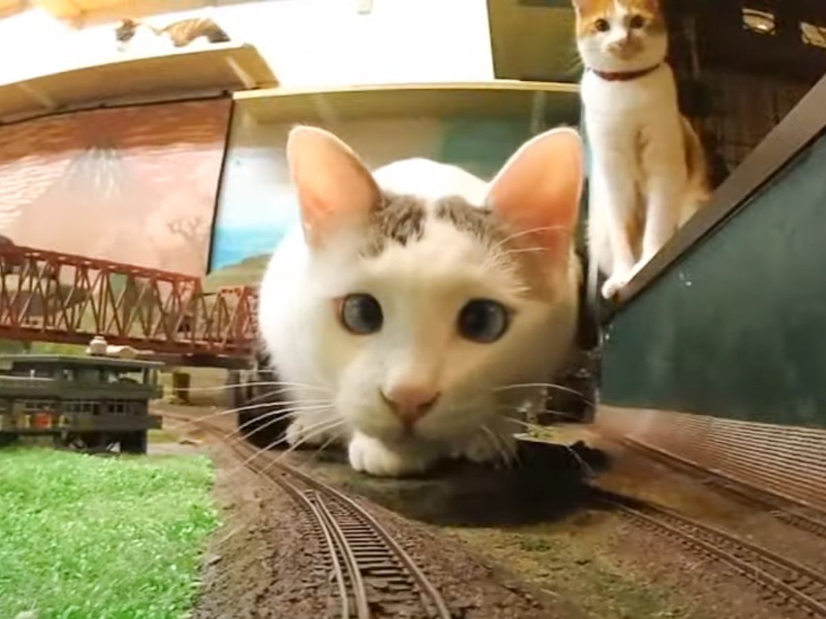 保護猫たちが鉄道ジオラマの街へ…走る電車が『脱線しまくる様子』が微笑ましすぎると反響続々「食べそうな勢いｗ」「ニャジラだ」の声