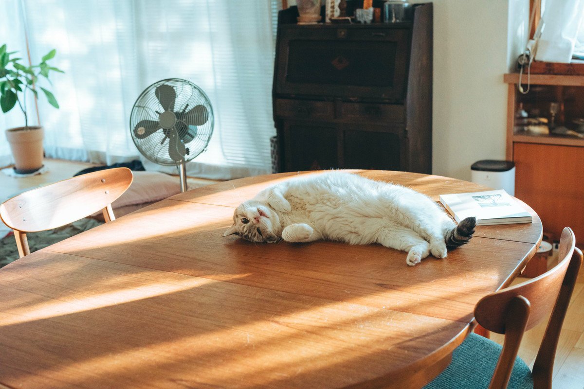 猫が『テーブル』に登りたがって困る！考えられる3つの理由と、やめさせるためのアイデア