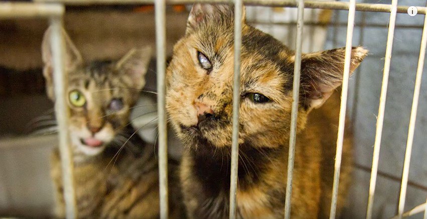 猫屋敷の劣悪な環境の映像に「うちの子」の姿…涙