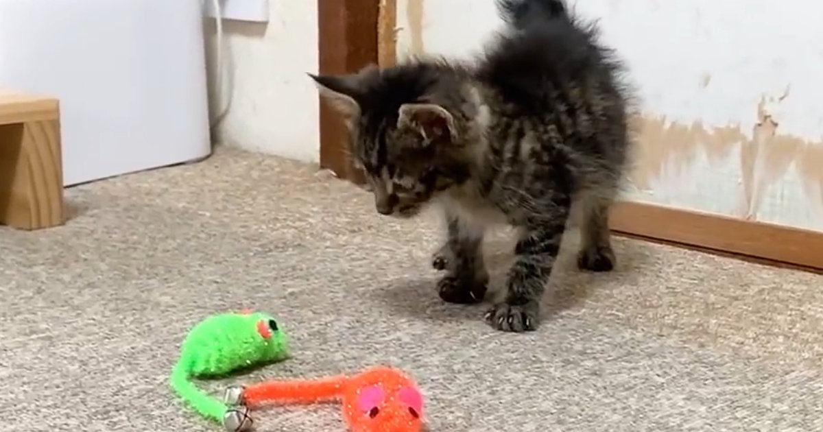 ネズミのおもちゃに警戒していた子猫→飼い主がごはんの準備から戻ると…『可愛すぎる光景』に「なんて無防備なｗ」「ずーっと見ていたい」の声