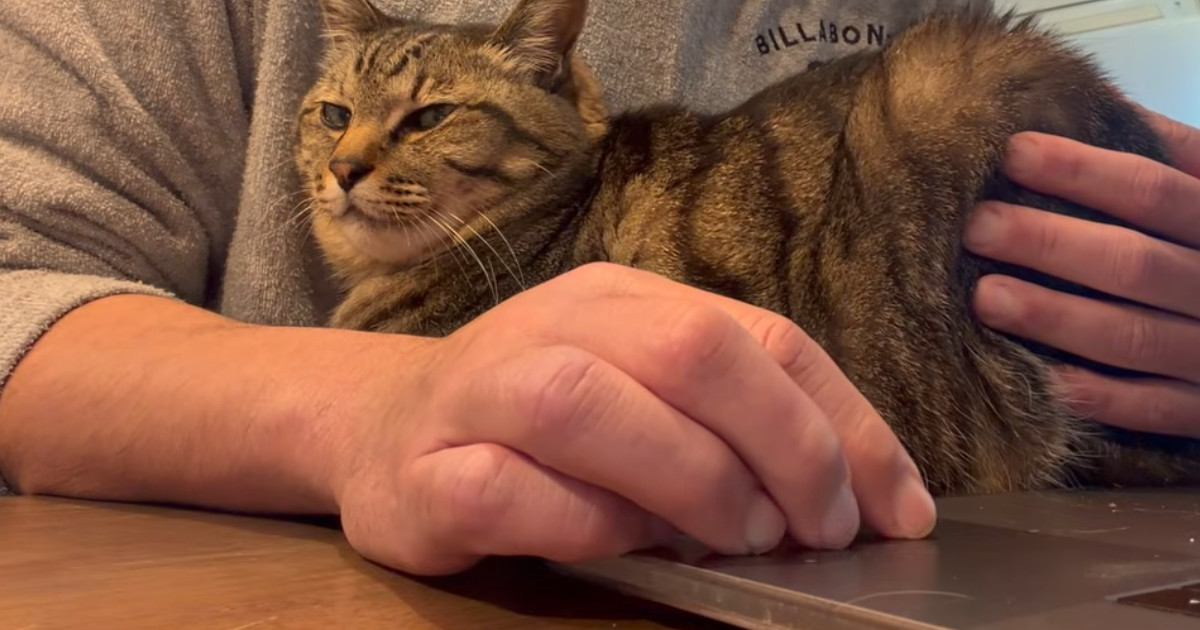 パソコンで作業をしようとすると、『甘えん坊な猫』がやって来て…可愛すぎる光景に癒される人が続出「たまらんね〜」「最高に幸せだね」