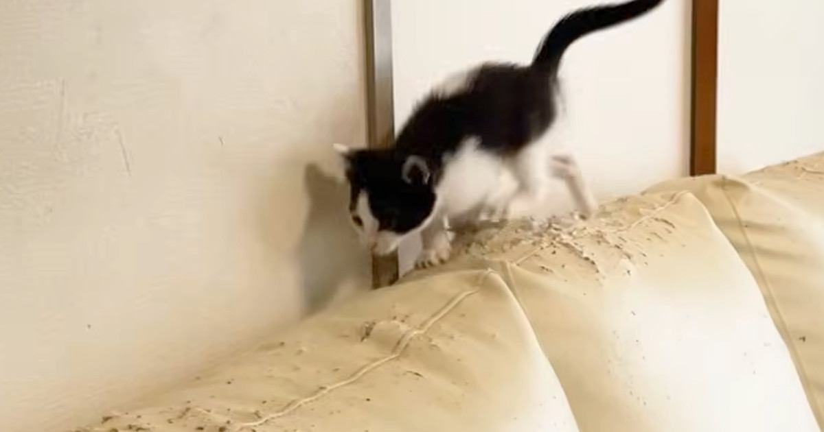 元気いっぱいに遊んでいた子猫→ソファの上で勢いよく走り始めると…ハプニングの瞬間に「元気すぎたｗ」「涼しげな顔ｗ」と笑う人が続出