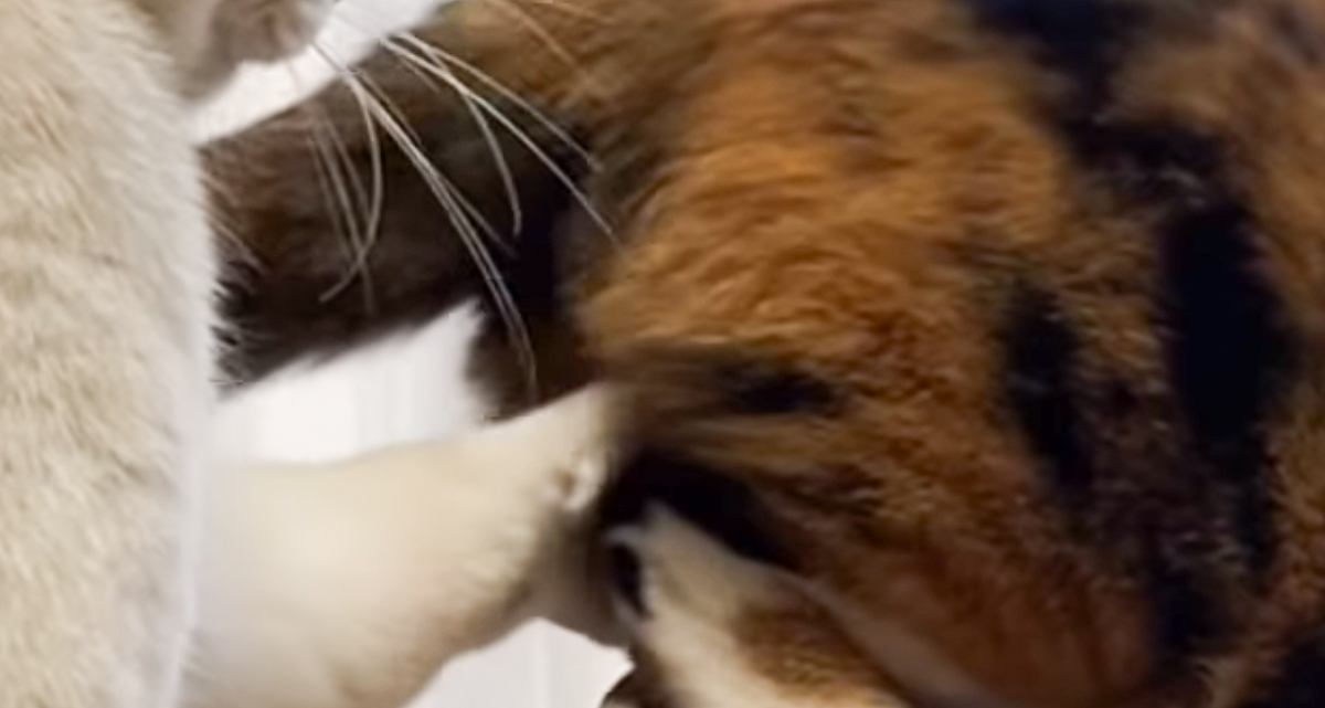 メンズ猫が熟女猫のおしりを触ってしまった結果…『まさかのやり取り』が面白すぎると110万再生「オールバックで大爆笑」「声だして笑った」