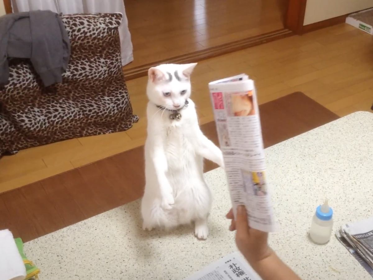 猫が『新聞紙』に戦いを挑んだ結果…翻弄されて"あたふた"する姿が可愛すぎると1万3000再生「可愛くて仕方ない」「大ファンです」