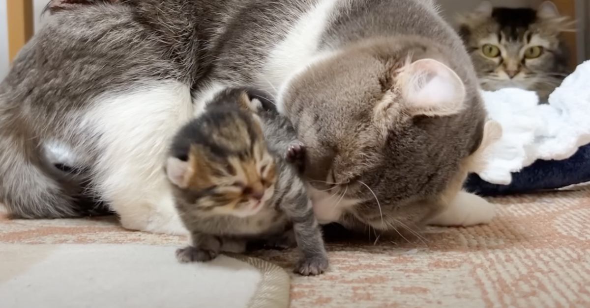 『夜泣き』が止まらない子猫たちに、新米猫夫婦が…『人間顔負けの神対応』に称賛の声「素晴らしい」「ホント感動しました」と40万再生