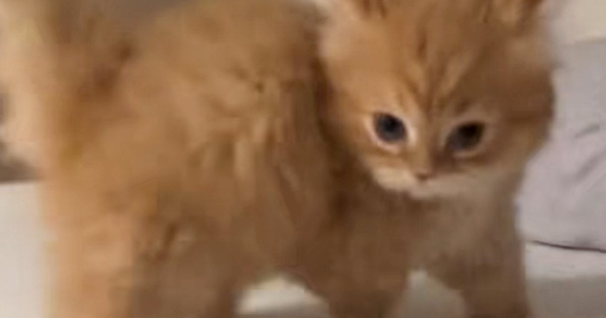 ベッドの上で遊んでいた子猫→飼い主さんのほうを向いて…一生懸命な『やんのかステップ』に悶絶の声「めちゃくちゃ可愛い」「元気いっぱい」