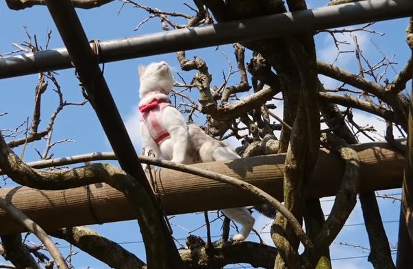 木をよじ登って未知の世界に辿り着いた三毛猫姉さん