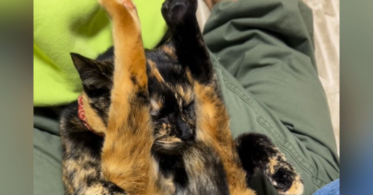 膝の上でくつろぐサビ猫→『驚きのポーズ』で…子供たち爆笑の『まさかの光景』が68万再生「ガラケーになった猫ｗ」「心境を知りたいｗ」