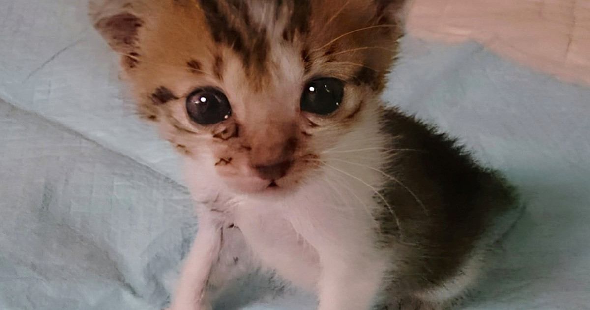 保護された当時は手のひらサイズだった"パヤパヤ子猫"が、『８年後』…見違えるビフォーアフターに感動「大きくなったね泣」「幸せそう」