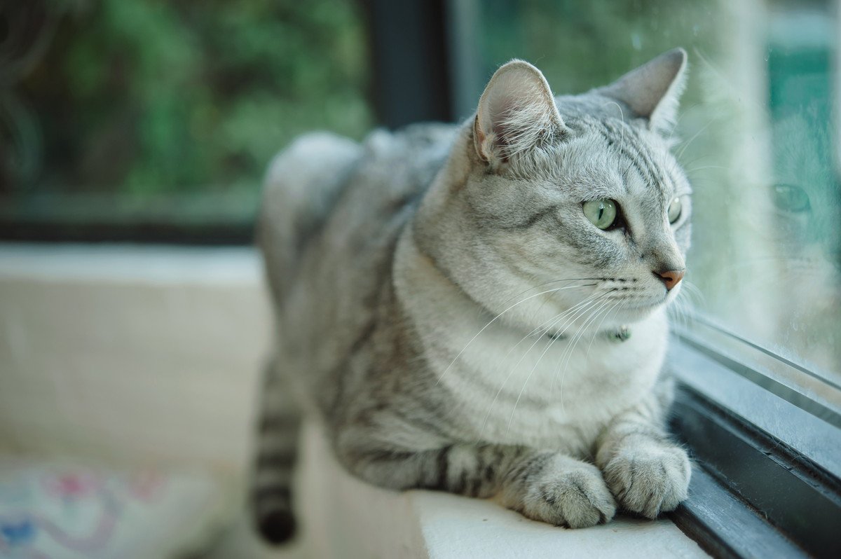 猫が『窓の外』を見ている時の気持ち3つ