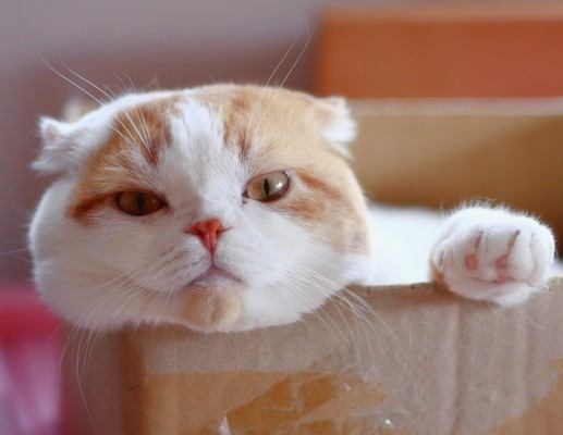 猫を長生きさせる秘訣10選