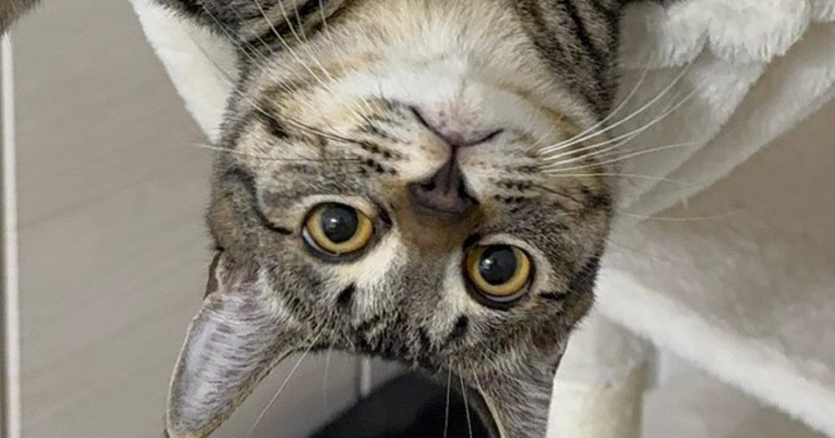 ハンモックの上で『くつろいでいた猫』を見たら…想定外の『とんでもない体勢』に２万いいね「すしざんまいかな」「表情がまたいいねｗ」