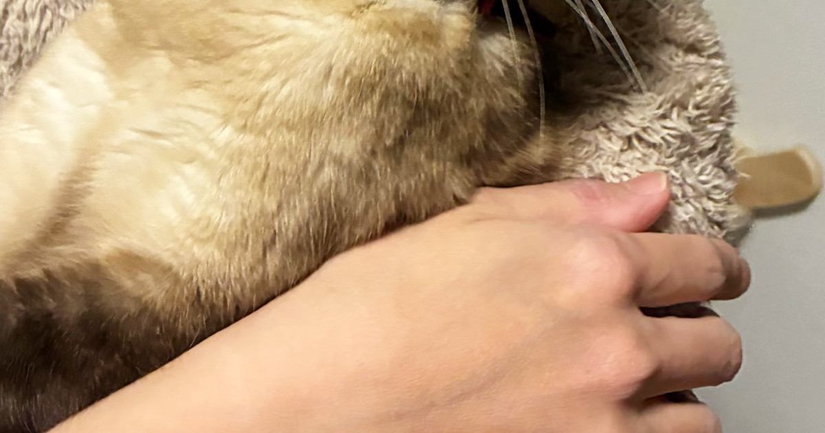 『抱っこが苦手な猫』を抱っこしてみると……可愛すぎる『まさかの表情』に笑ってしまう人が続出「人形みたいｗ」「目が笑ってないｗ」