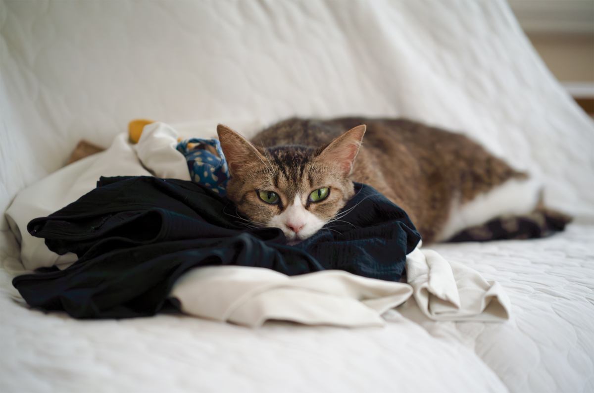 猫にとってたまらない『大好きなニオイ』5選　つい反応してしまう理由や活用法もご紹介