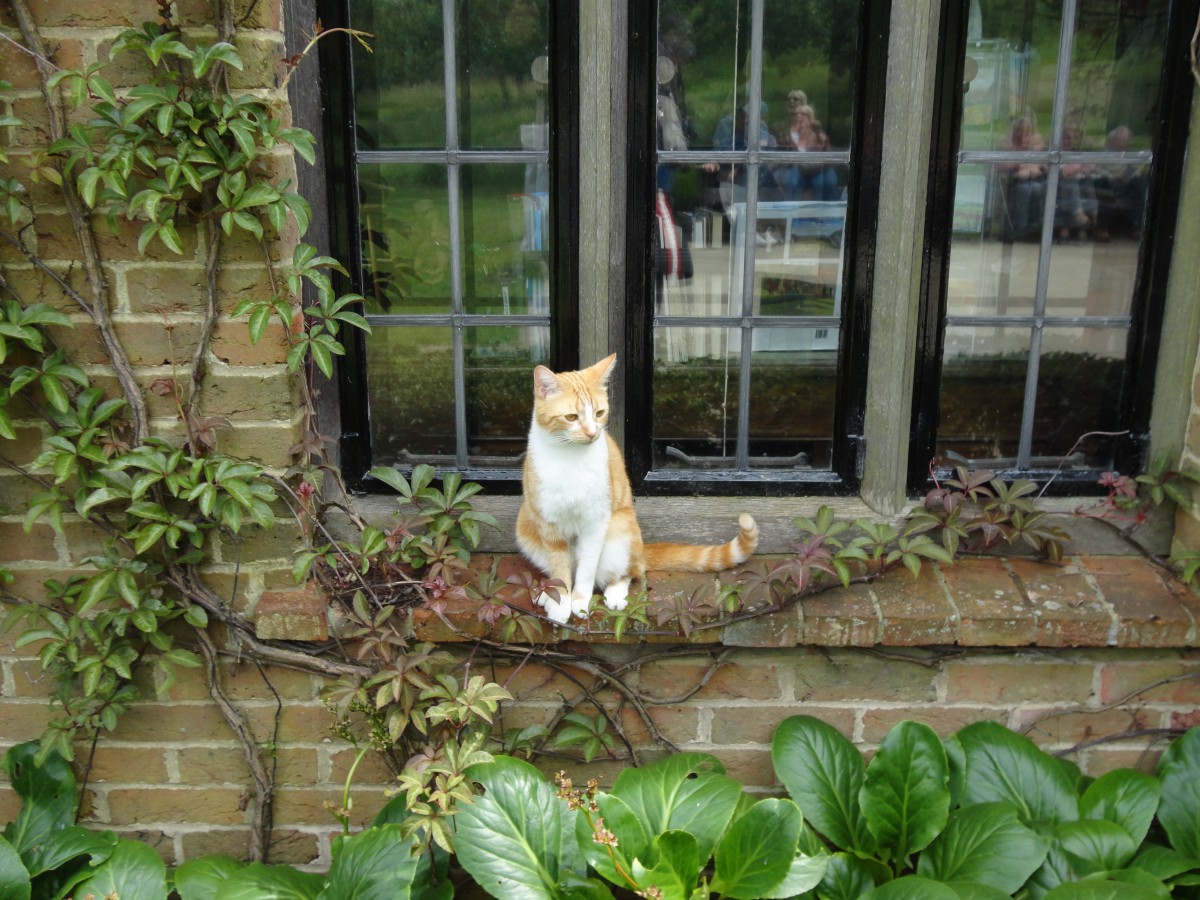 イギリス猫の旅♪英国チャーチル元首相が愛した猫『ジョック五世』に会いに行ってきました！