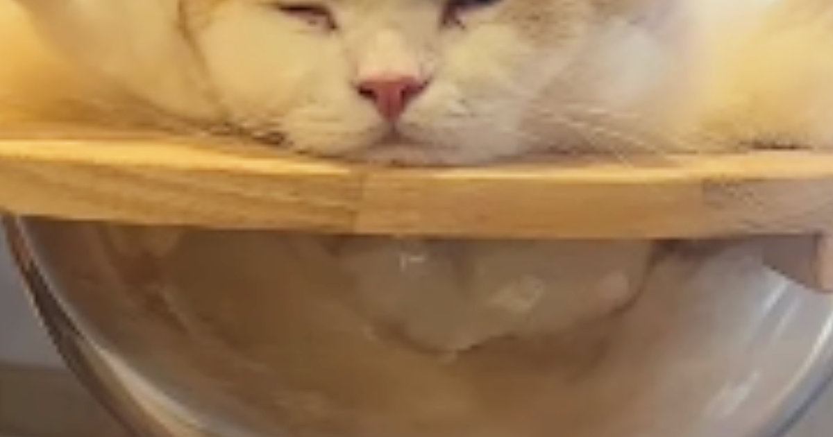 キャットタワーを見たら、透明ボウルの上で猫が…とんでもない『体勢』に爆笑の声「かわいい座り方ｗ」「見た瞬間吹いてしまった」と13万再生