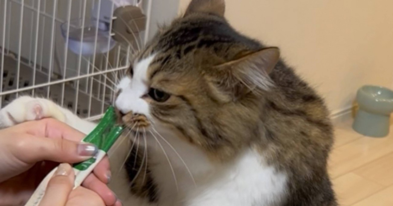 おやつを食べている猫→『体』を見てみたら…猫とは思えない『まさかの様子』が375万表示「中に人が入ってそうｗ」「逆三角形ｗ」と爆笑の声