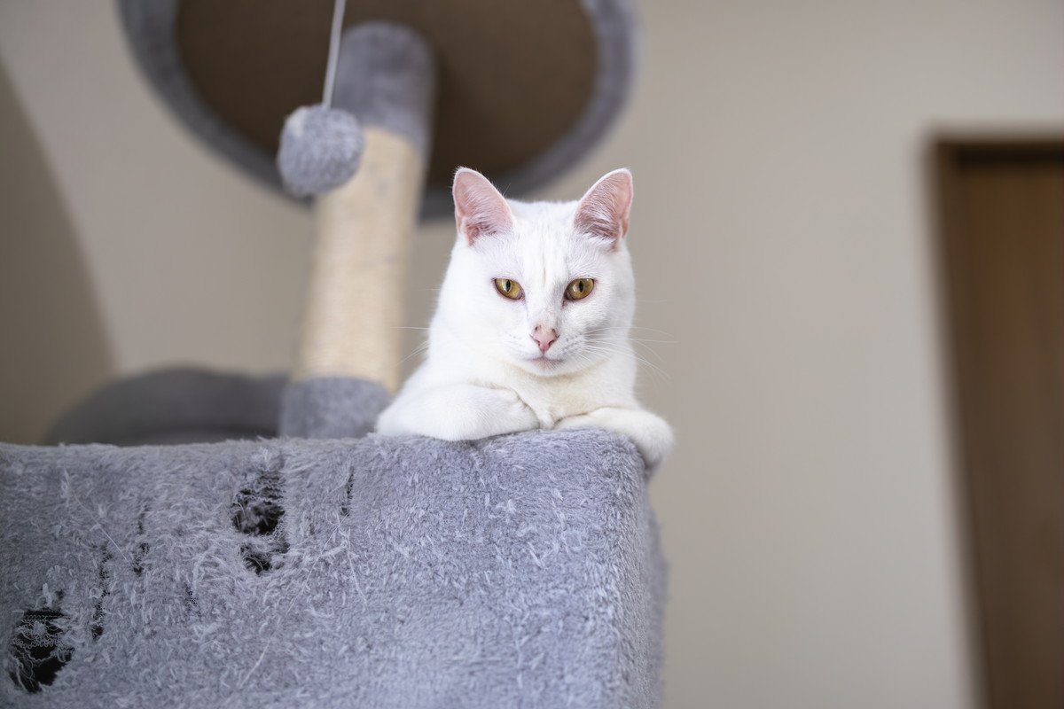 猫を危険にさらす『危ないキャットタワー』3つの特徴　安全に遊ぶための選び方も