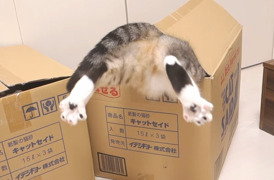 見る人を吸い寄せる猫ちゃんの魅惑のお尻