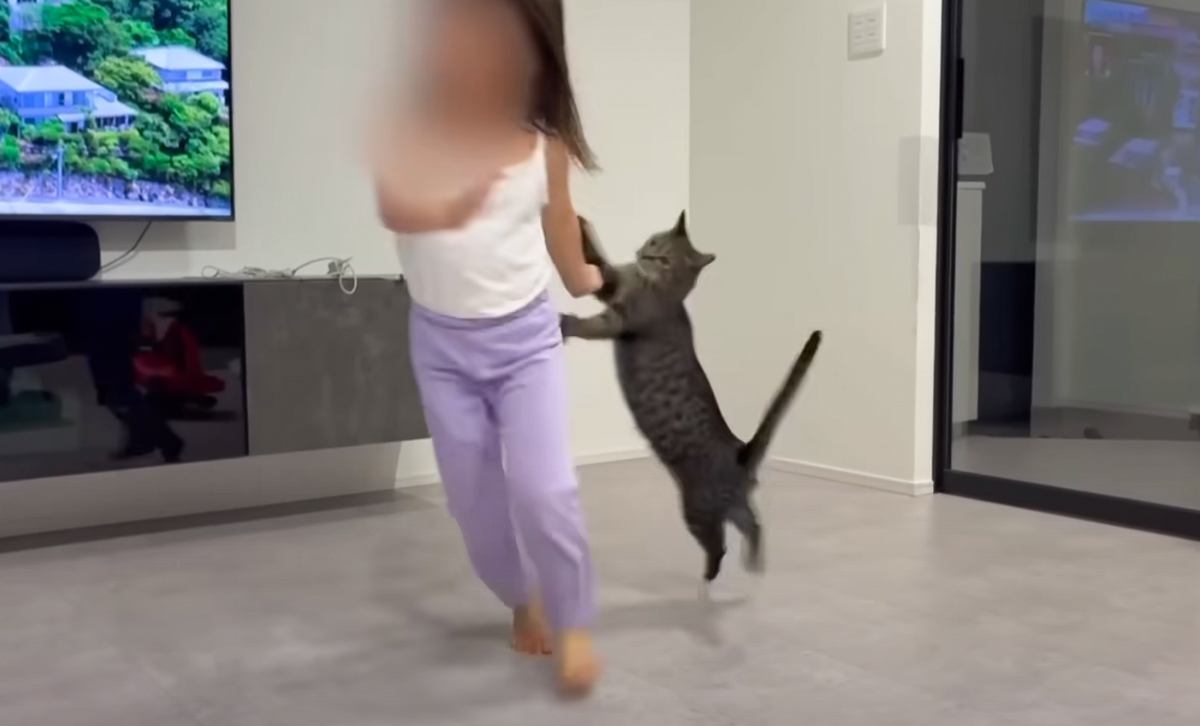 猫と人間とは思えないほど仲良く遊ぶ『5歳の女の子とネコ』…思わず胸が熱くなる光景が72万再生「本当に楽しそうですごい」「可愛すぎて涙」