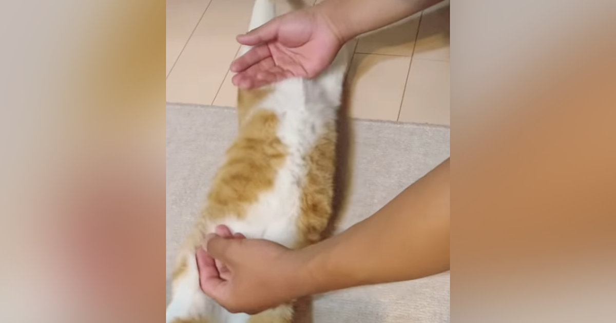 床でくつろいでいた猫→近づいてきた次男に体を『ピーン』と伸ばされて…まさかの光景に「えぇーー可愛すぎｗ」「笑ったｗ」と反響