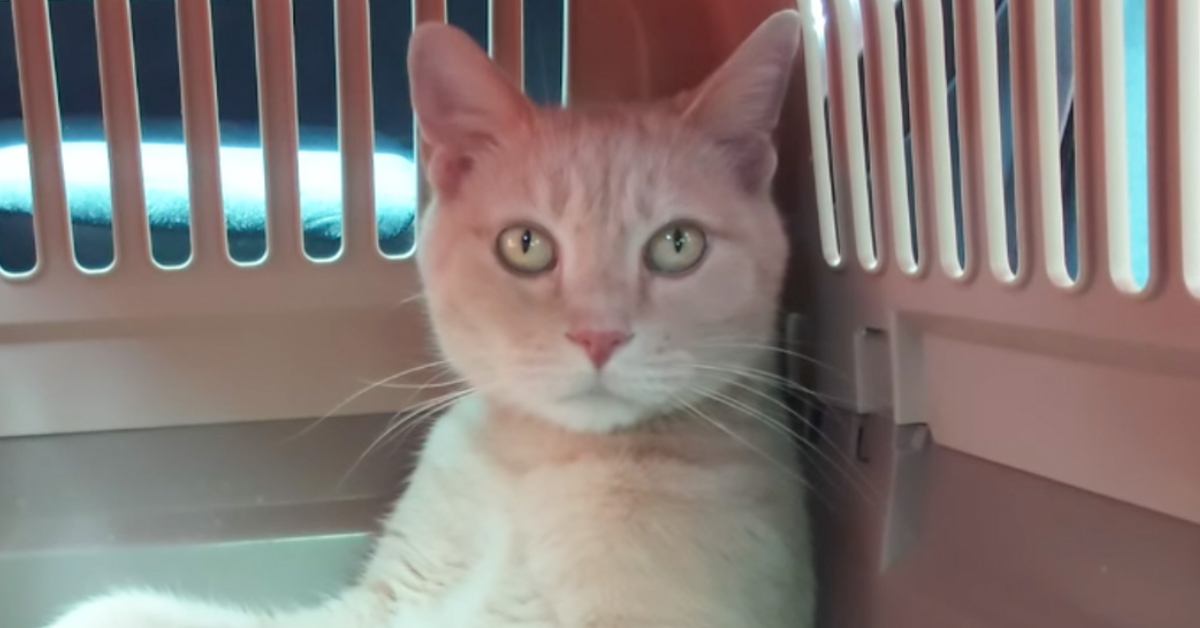病院に向かう途中、『キャリーの中にいる猫』を見てみると…まさかの光景が149万再生「護送されてる感ｗ」「海外映画に出てきそうで笑った」