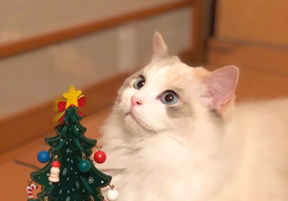 Laylaの１２猫占い 12/16～12/22までのあなたと猫ちゃんの運勢