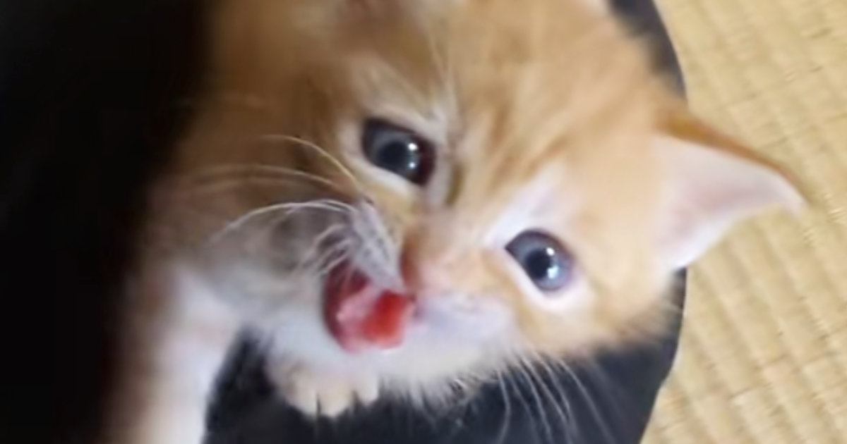 ミルクを冷ます飼い主さん→『赤ちゃん猫』が待ちきれなくなった結果…「可愛すぎて気絶しそう」癒される光景が49万再生「はよ寄こせみたいなｗ」