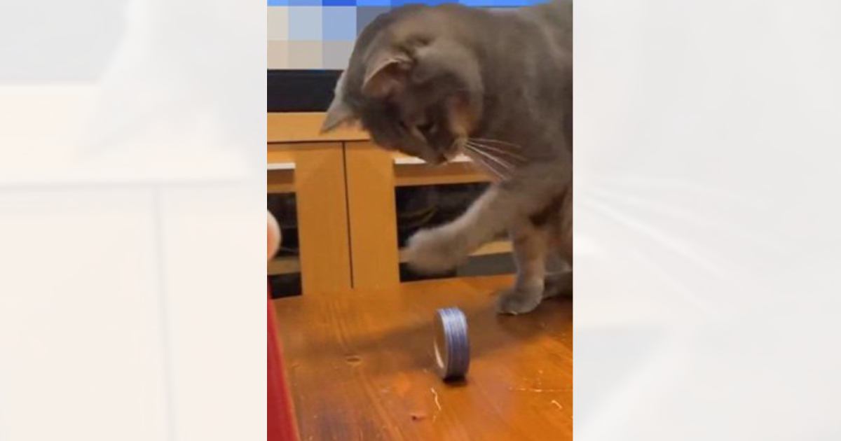 ちょっぴり"運動音痴"な猫→テープを目の前に転がしてみると…想像以上の光景に「可愛すぎるｗｗ」「左手は苦手なようだねｗ」と52万再生