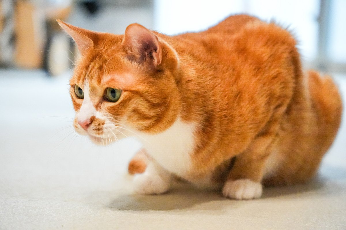 『危険を感じ取った猫』がとる行動3つ　起こりうるシーンや安心させるための対処法
