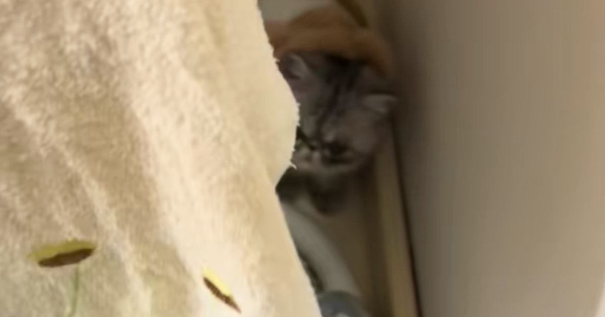 姿が見えなくなった子猫→『洗濯機の横』を見ると……とんでもなく愛おしい瞬間が83万再生「心臓がキューっとなった」「機嫌悪そうで可愛い」