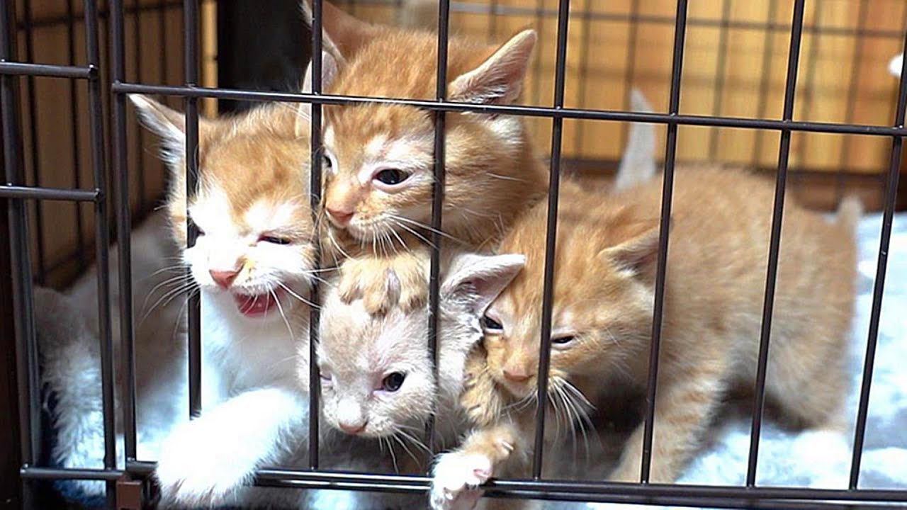 子猫4匹がご飯を催促した結果…ずるすぎるレベルの可愛さに 『これは人をダメにする』『気が動転しそう』と悶絶する人続出