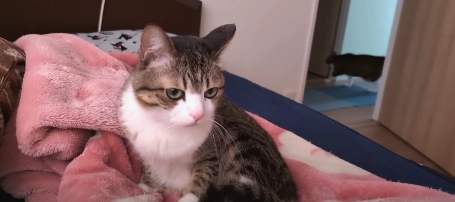 『お気に入りだったのに…』毛布を変えたら不機嫌になっちゃう猫ちゃん