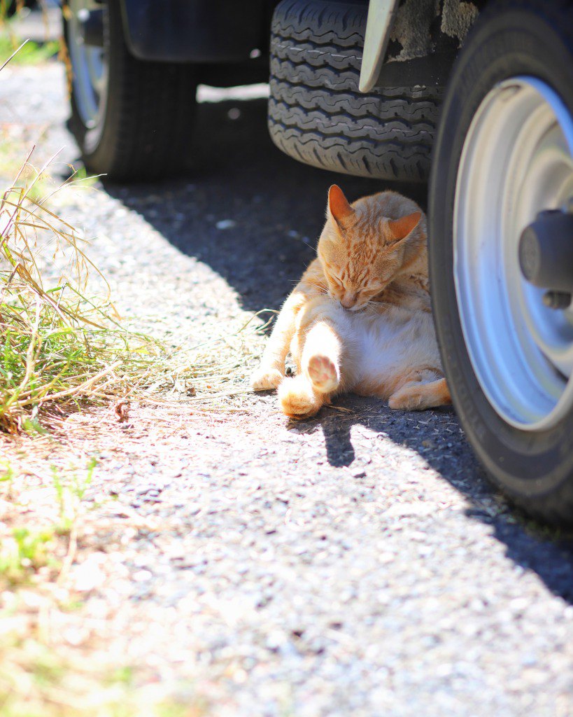 江の島の「猫スポット」はどこ？まったり過ごすねこちゃん達と触れ合あおう