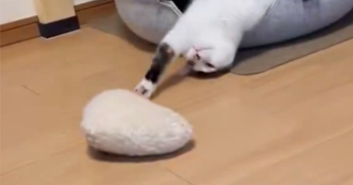 猫がおもちゃをハウスに持ち込もうとしたら…『可愛すぎる瞬間』に笑顔になる人続出「助けてあげたいｗ」「癒しをありがとうｗ」と12万表示