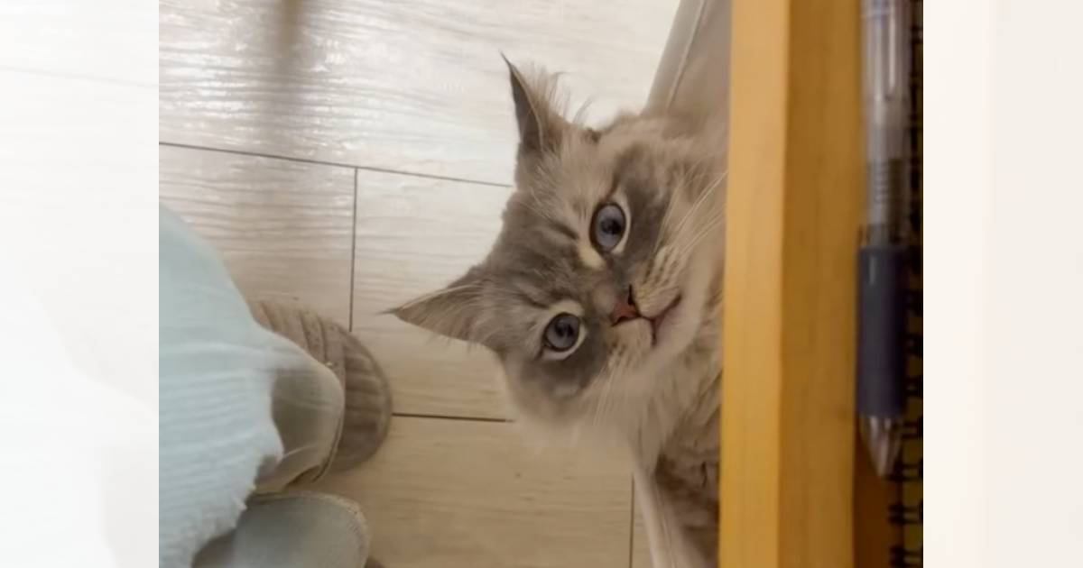 テーブルの下に『猫用ハンモック』をつけた結果…思わず真似したくなる『素敵すぎる光景』が22万表示「天才」「うわぁ〜たまらん可愛さ」と絶賛