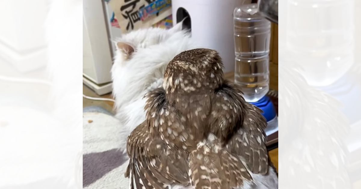 猫の背中に乗せてもらったフクロウ→落ちてしまった次の瞬間…本当の兄妹のような『尊い光景』に「種を超えた愛情に涙」「キュンときた」と反響