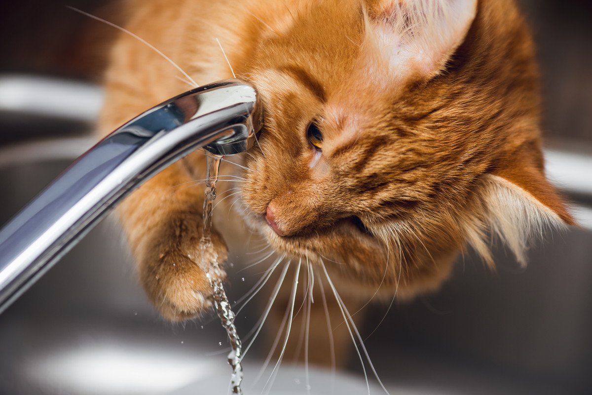 猫が『水を手ですくって飲む』理由4つ　辺りがびしょびしょに…対策方法はある？