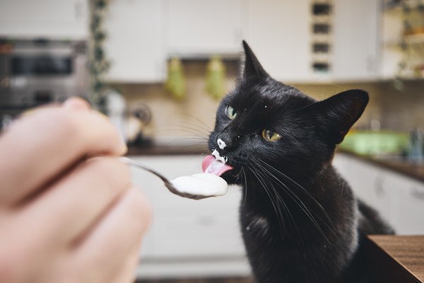 猫に発酵食品は食べさせても大丈夫？得られる３つの効果