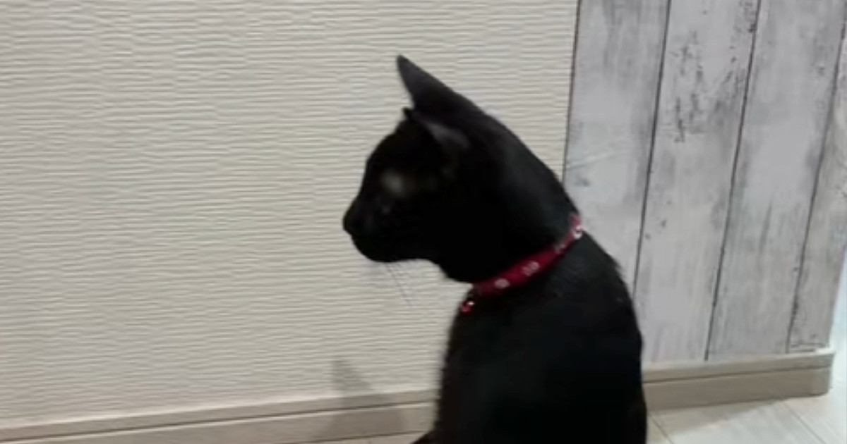 冷蔵庫に反射した『自分の姿』に驚いた黒猫…想像を超える"かわいいリアクション"に「仕事の帰りに大爆笑した」「私ネコになってる」