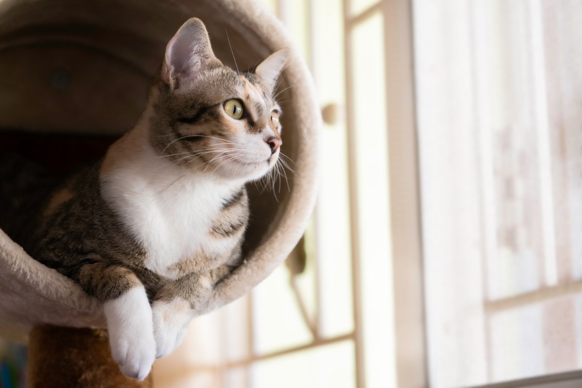 猫がよく使うアイテムには『最適な置き場所』がある？5つの用品ごとの解説から環境作りのコツまで