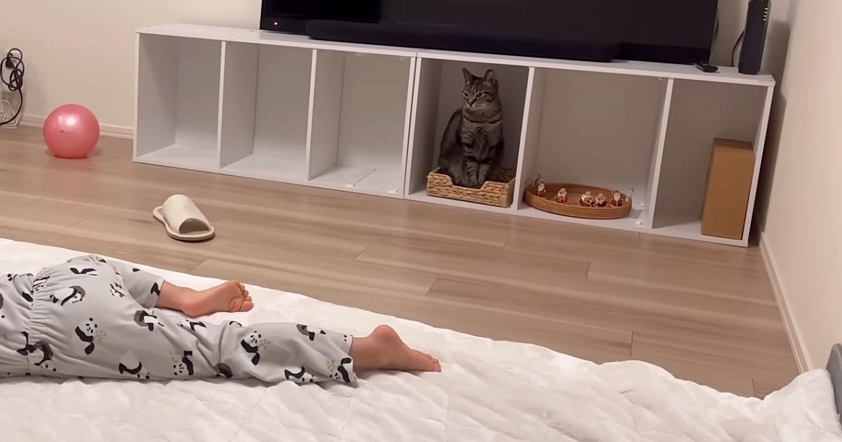 大好きな女の子が突然『目の前で倒れるフリ』をしたら、優しい猫は…予想外のリアクションが18万再生「完全勝利ｗ」「演技が上手すぎｗ」